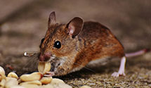 Find Exterminators in Catawba County